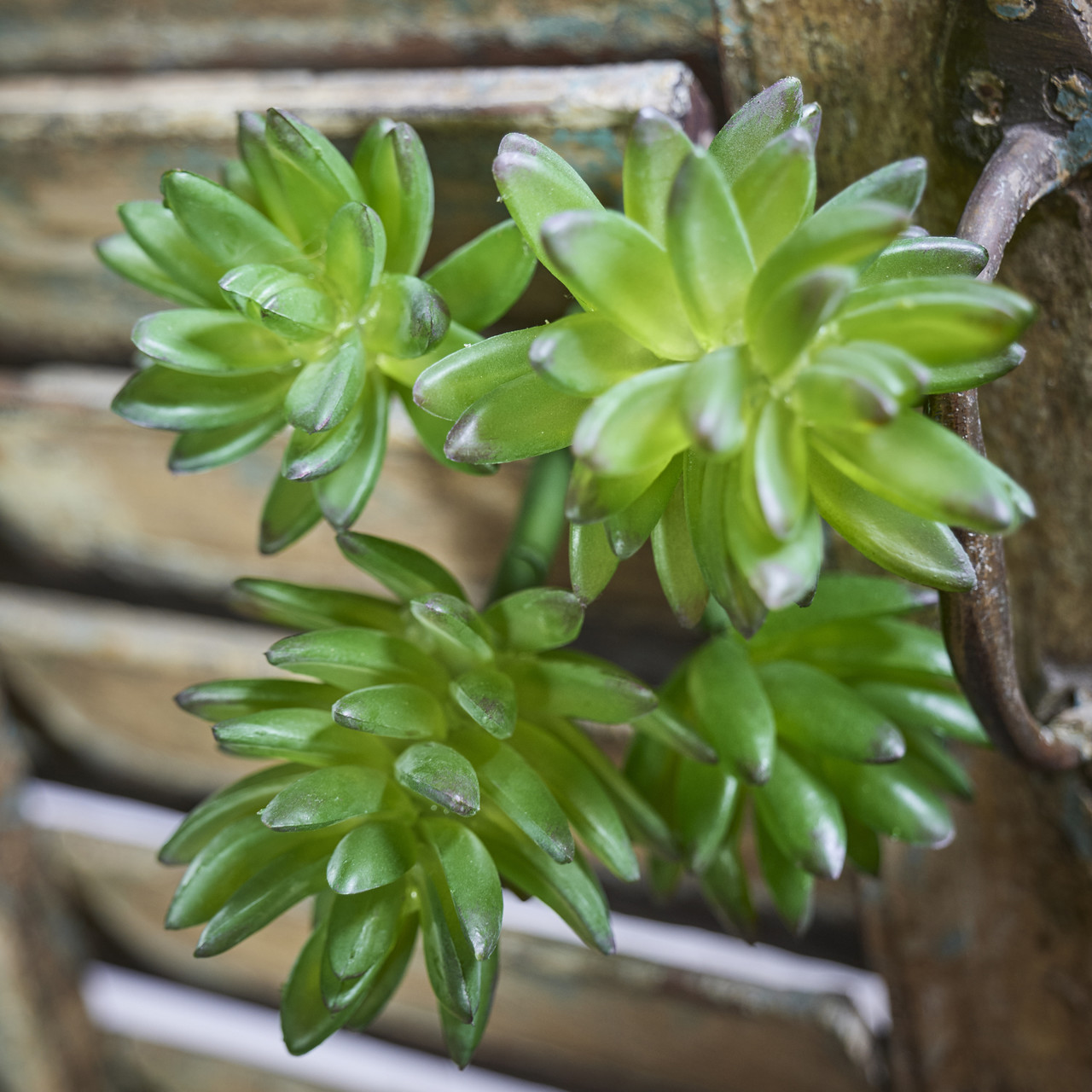 Echeveria Vetplant kunstboeket
