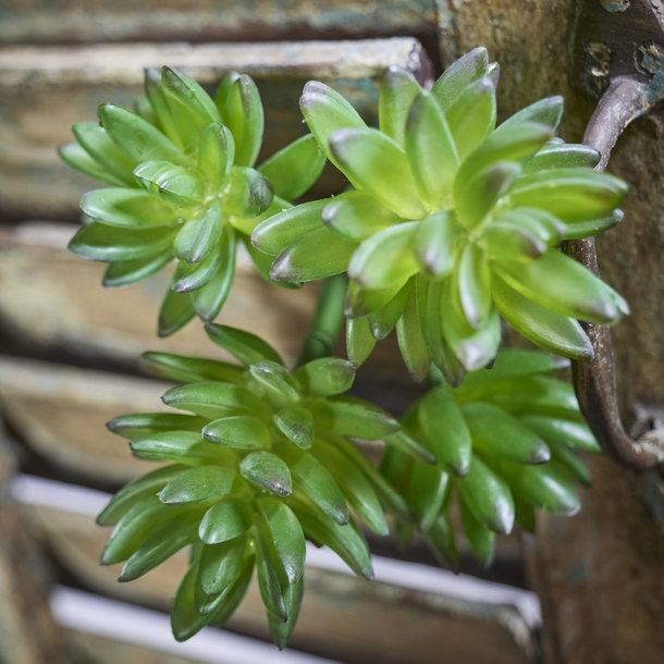 Echeveria Vetplant kunstboeket