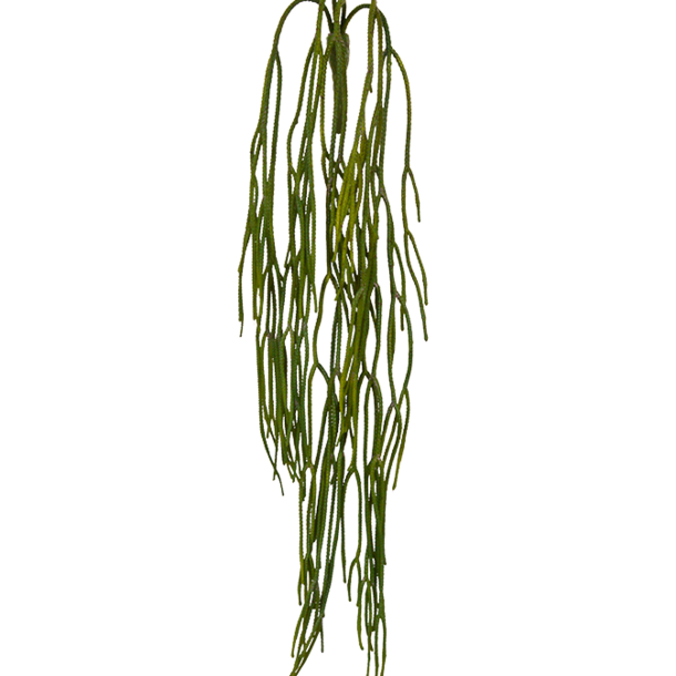 Rhipsalis Pilocarpa kunsthanger 65 cm