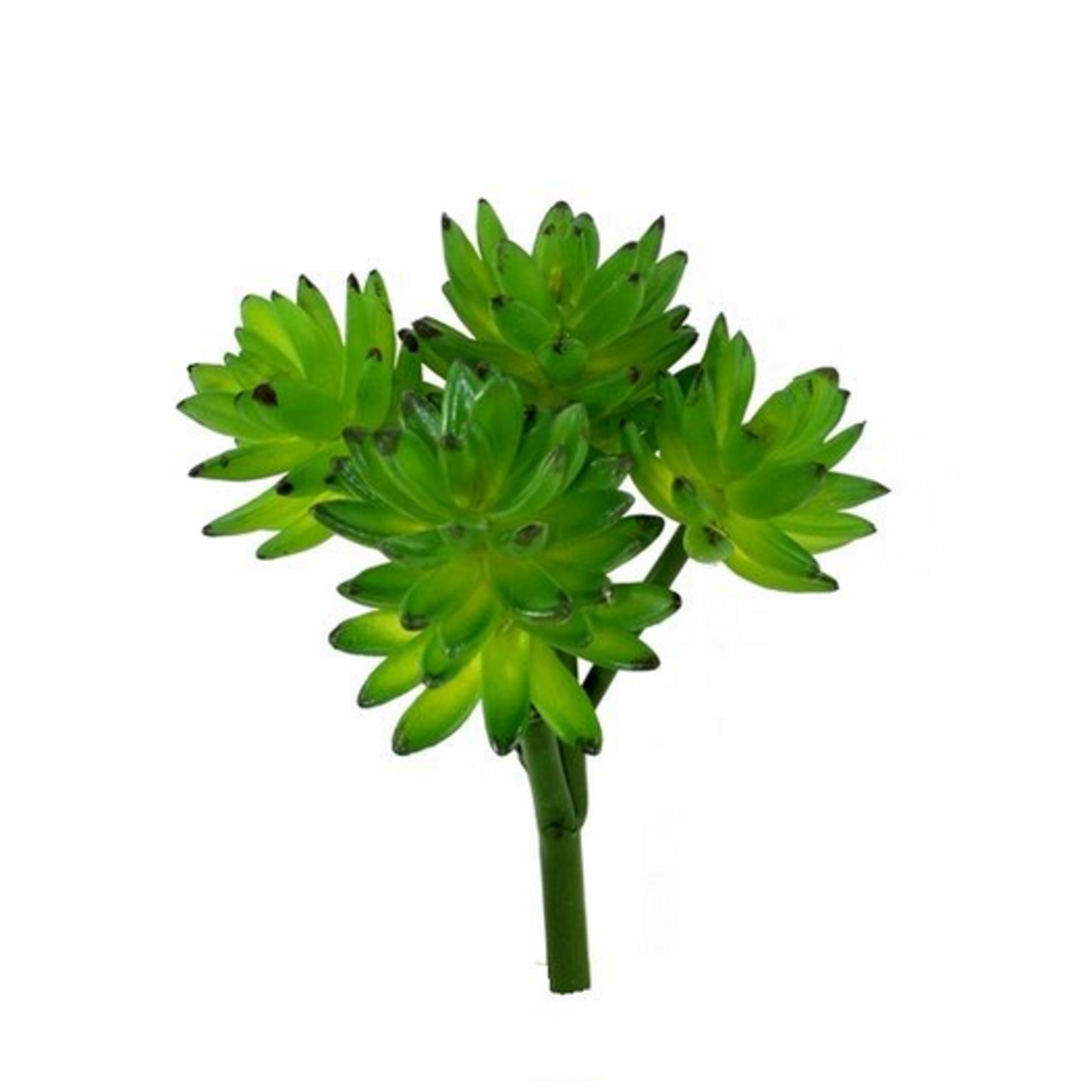 Echeveria Vetplant kunstboeket
