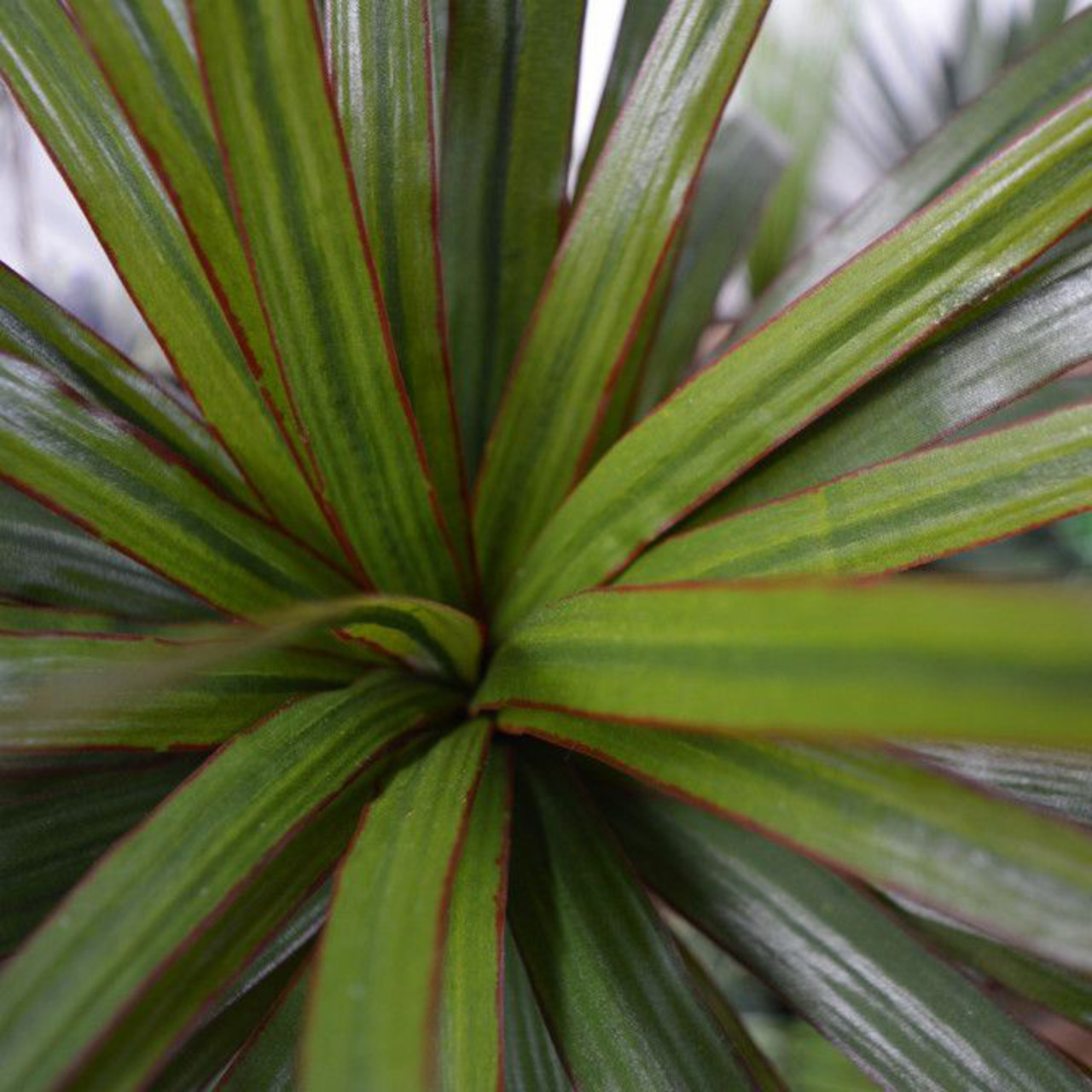 Dracaena Marginata Kunstboeket 50 cm