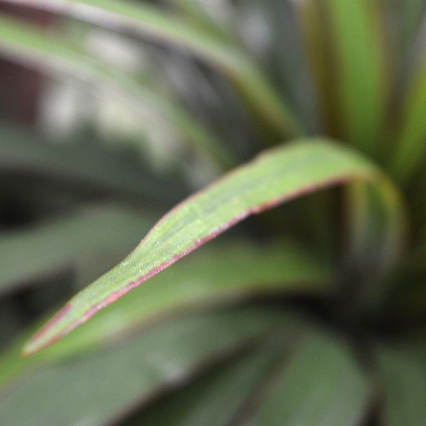 Dracaena Marginata Kunstboeket 50 cm