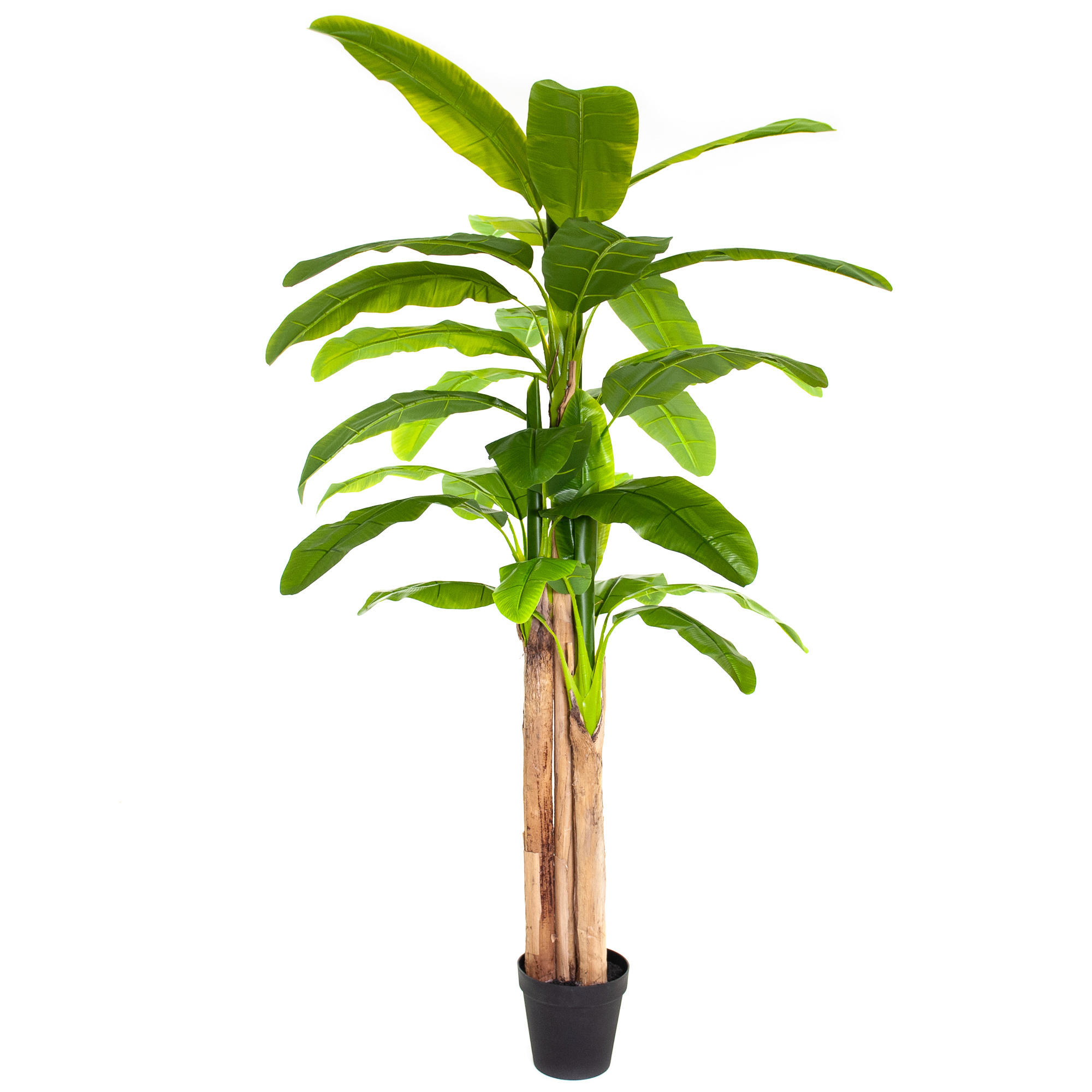 Bananenplant - Coolplant