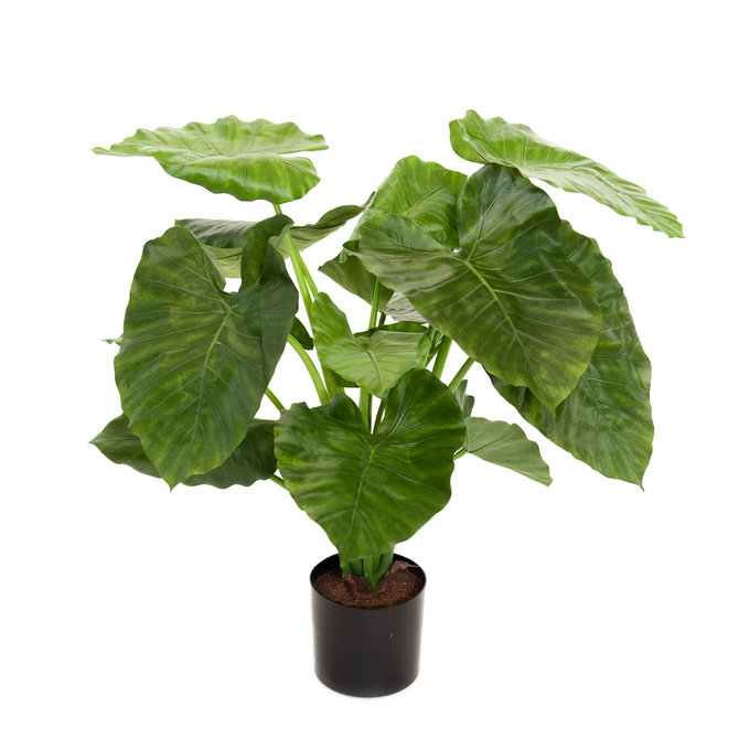 Alocasia Kunst Alocasia Calidora 80 cm