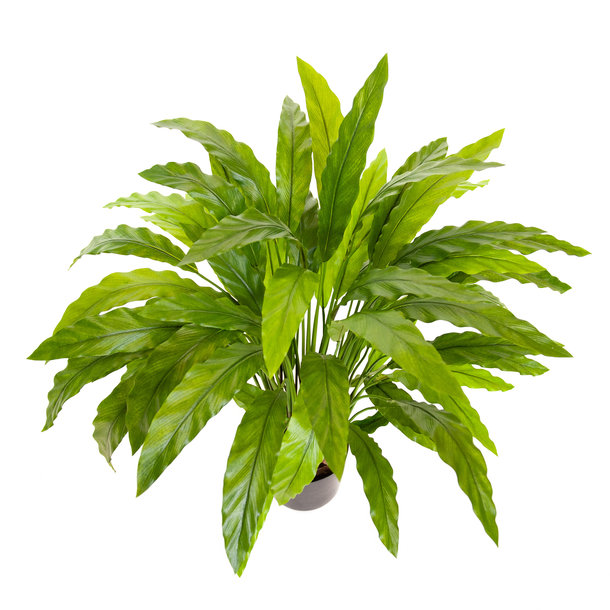 Kunst Calathea Rufibarba 85 cm