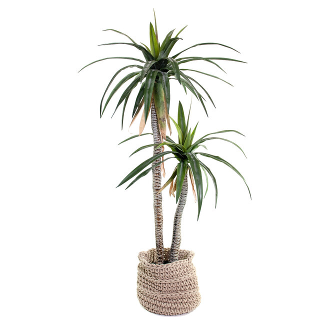 Coolplant Kunst Agave op 2 stammen 163 cm