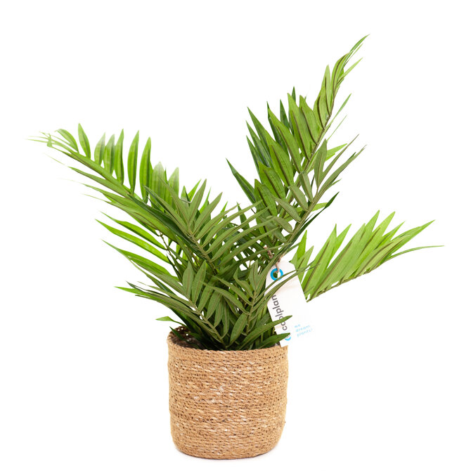 Coolplant Kunst Palm Parlour 50cm