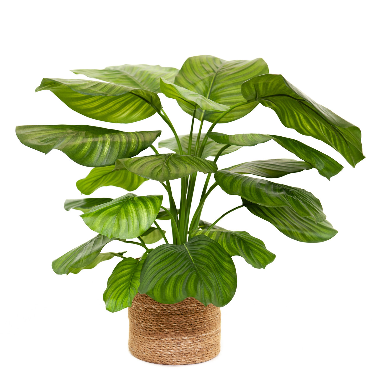 Kunst Calathea Fasciata 70 cm