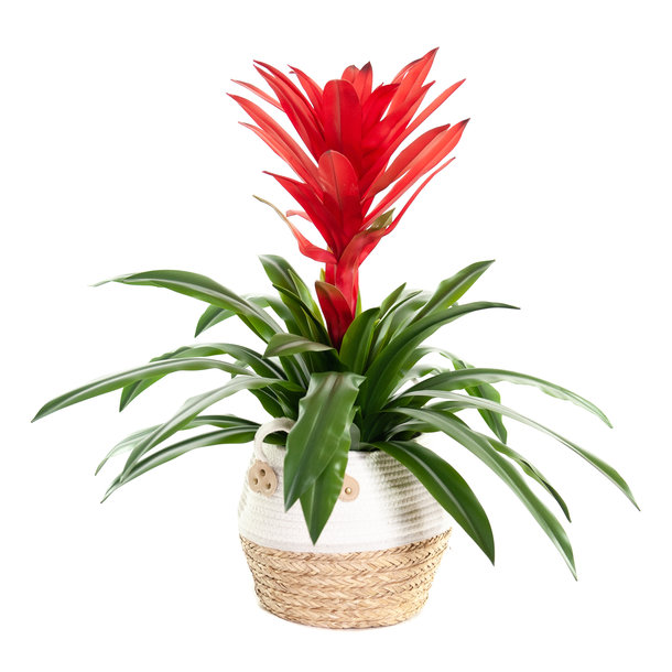 Kunst Bromelia Guzmania 73 cm