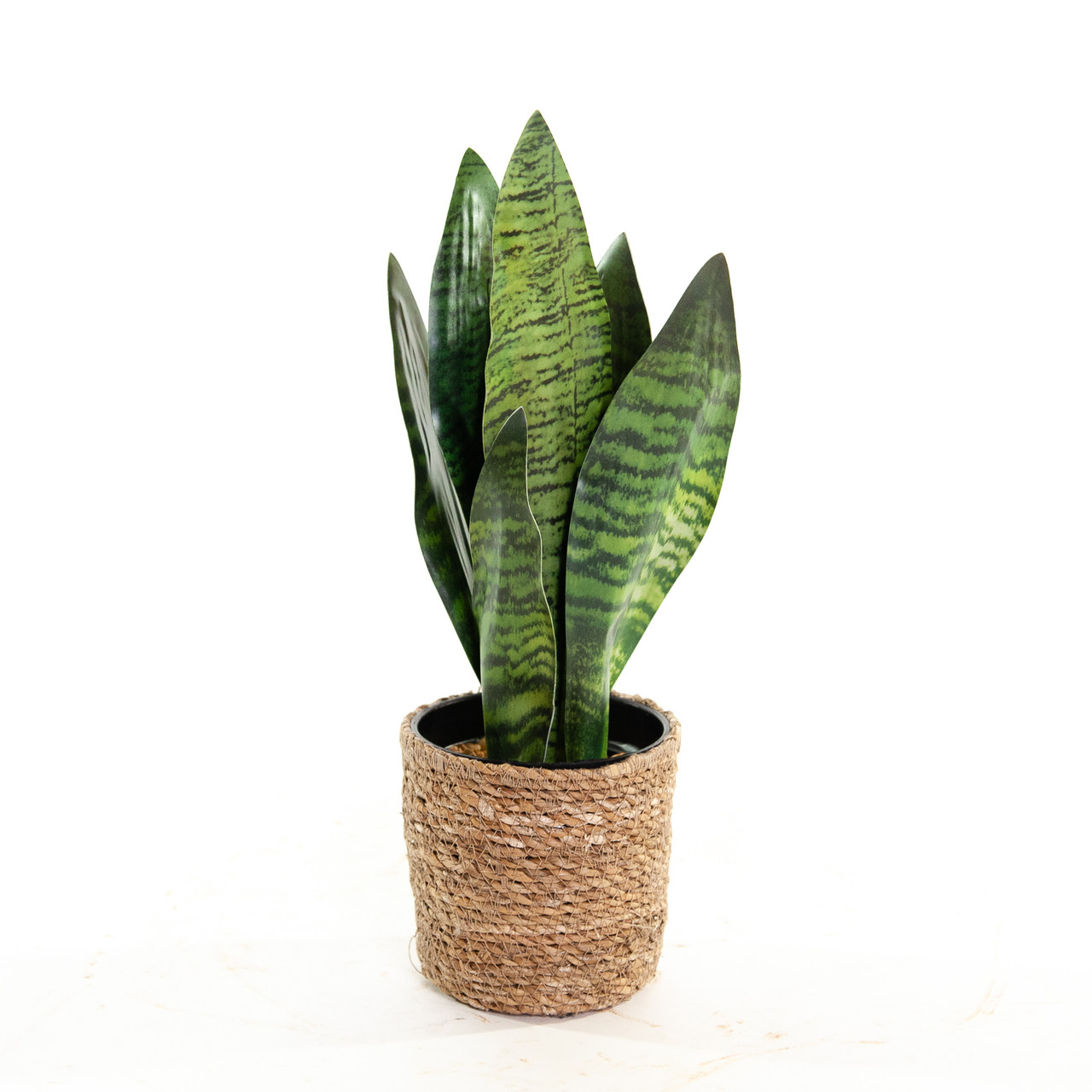 Kunst Sanseveria 45 cm