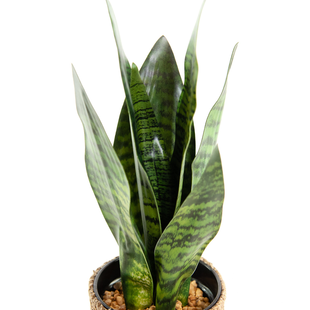 Kunst Sanseveria 45 cm