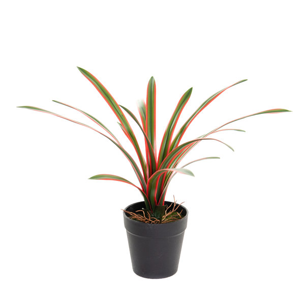 Coolplant Kunst Dracaena Marginata 28 cm
