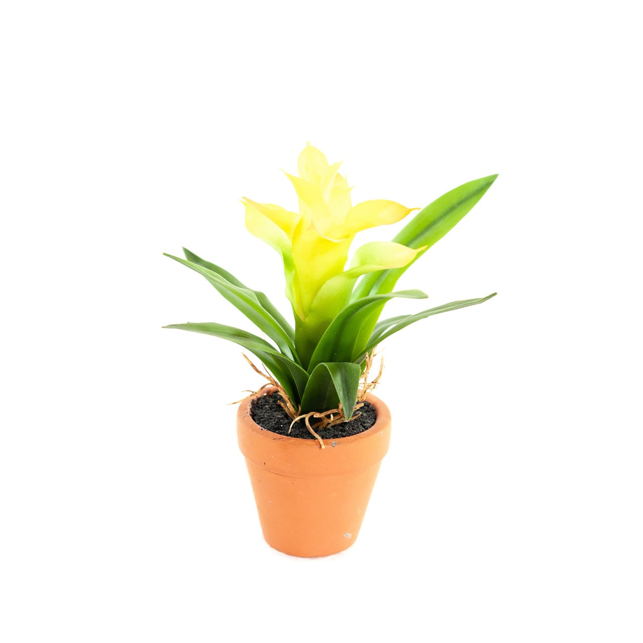 Kunst Mini Guzmania's 18 cm, set van 4 kleuren