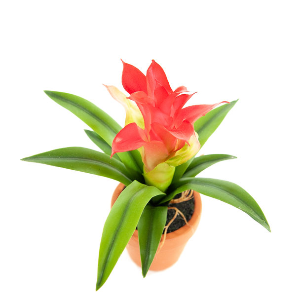 Kunst Mini Guzmania rood 18 cm