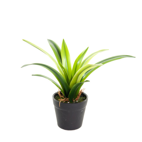Coolplant Kunst Mini Maguey Agave 25 cm