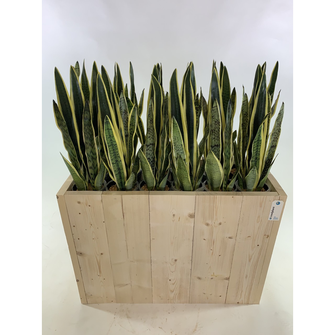 Kunst Sanseveria 45 cm