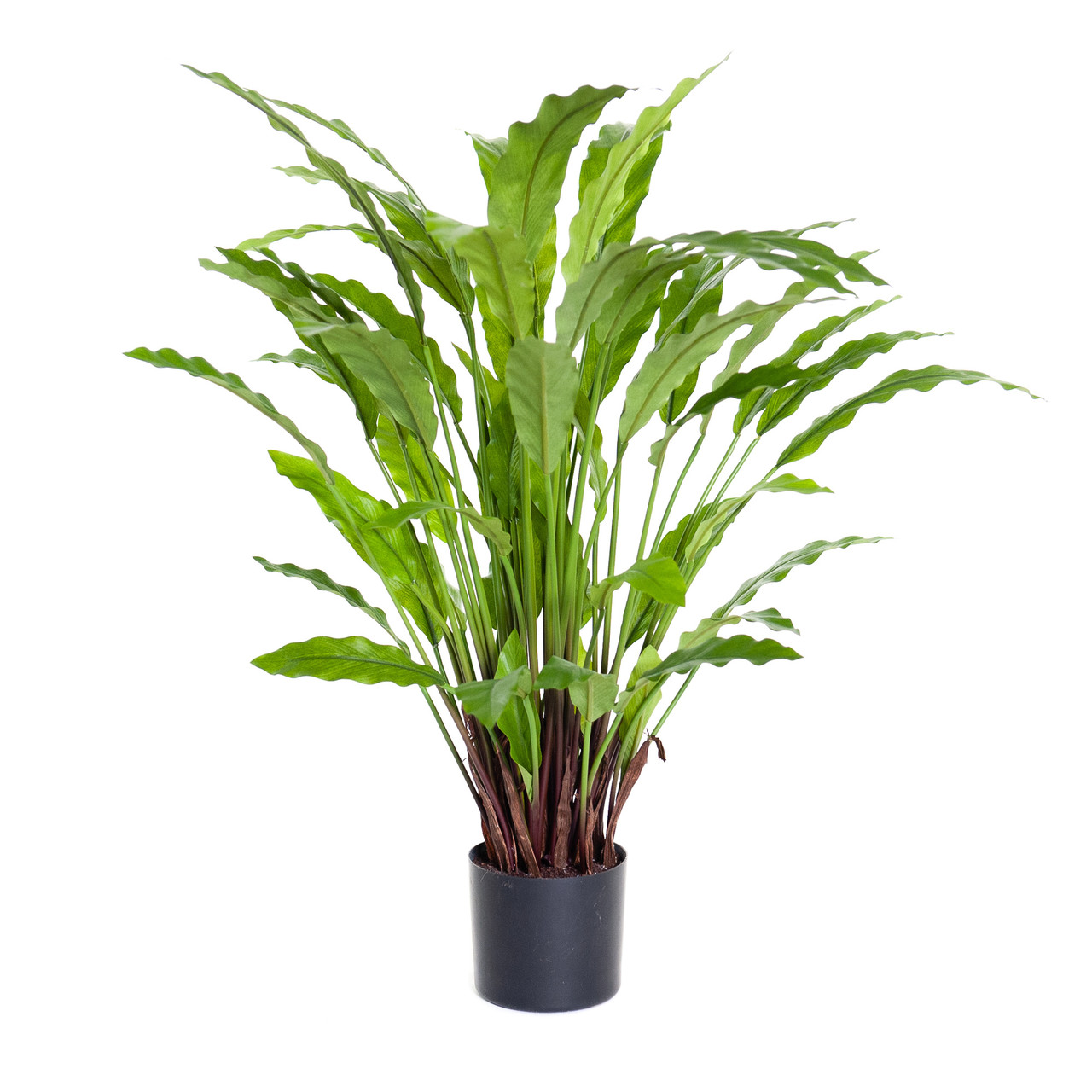 Kunst Calathea Rufibarba 60 cm