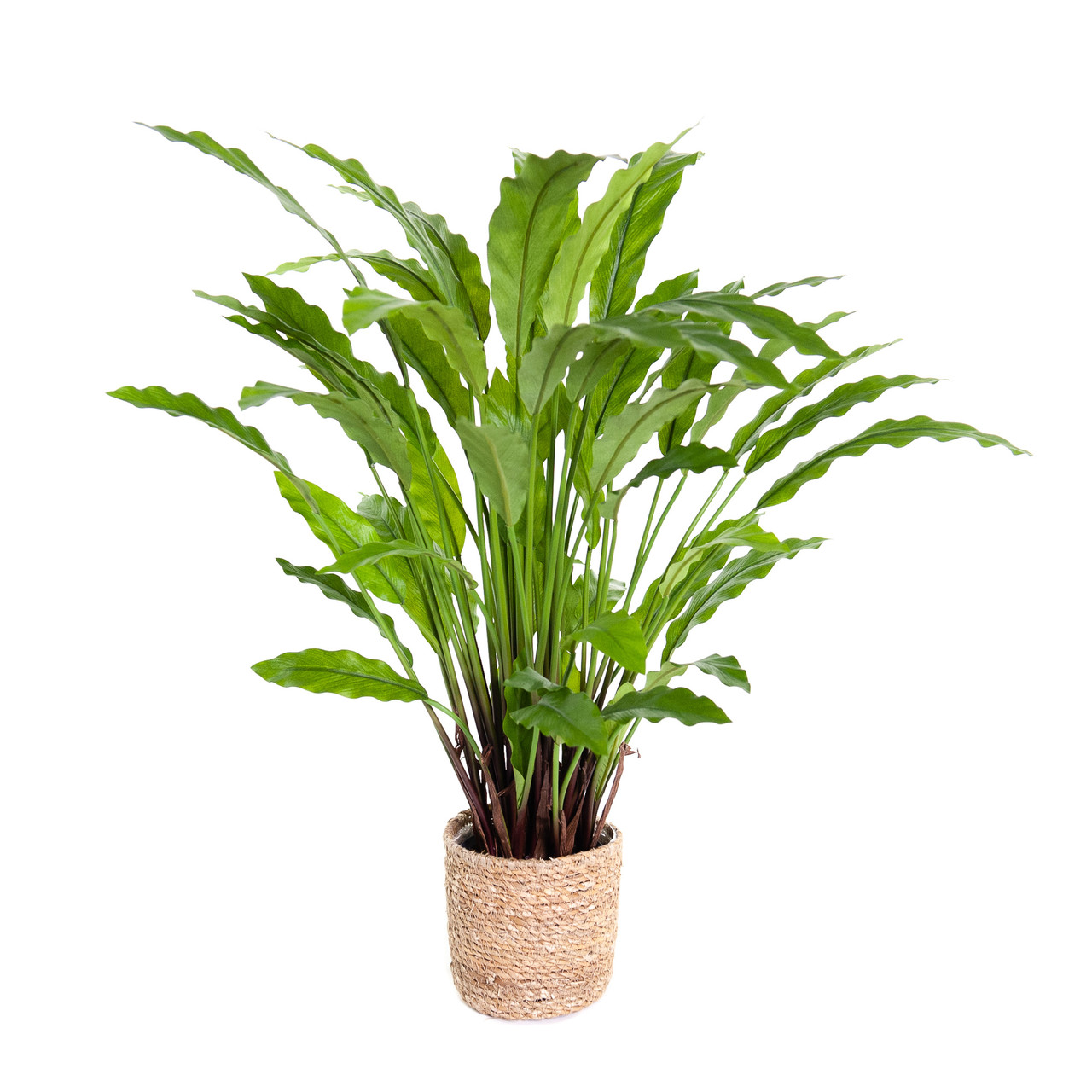 Kunst Calathea Rufibarba 60 cm