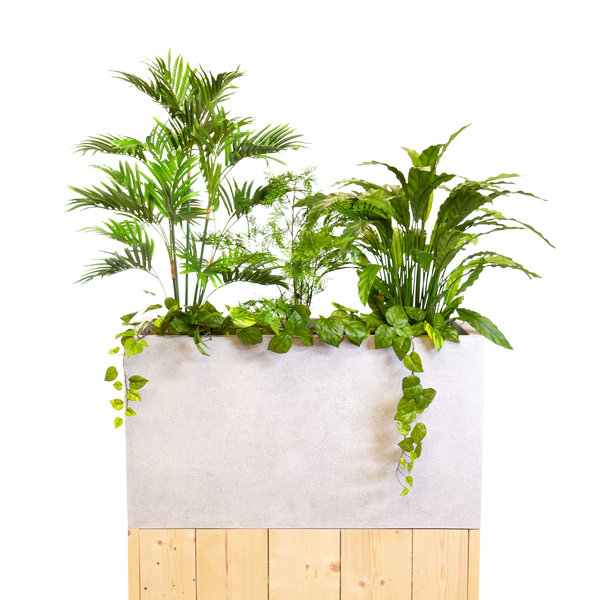 Coolplant Kleine Büropflanzen