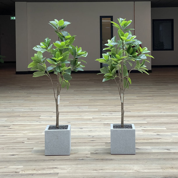 Kleine Kantoorplanten