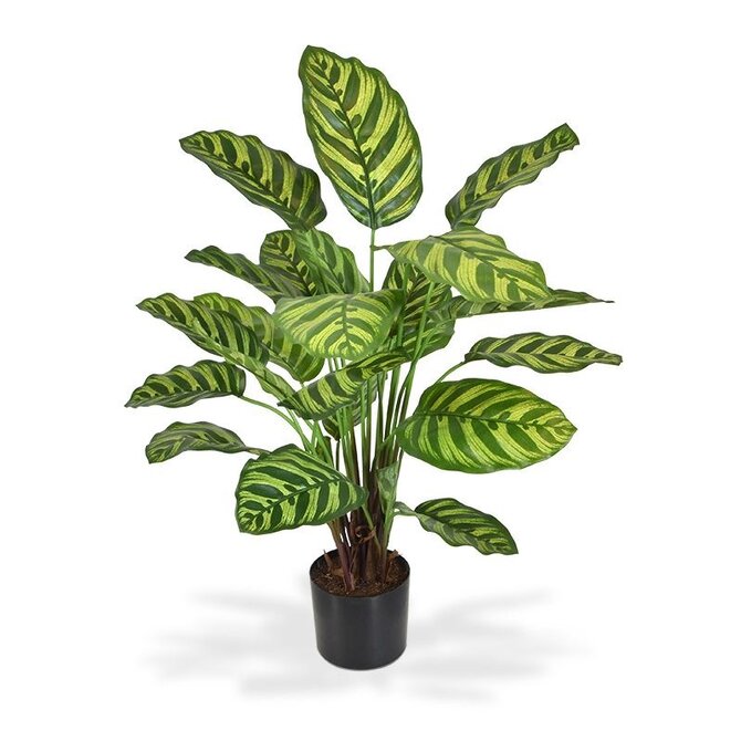 Kunst Calathea Makoyana 60 cm