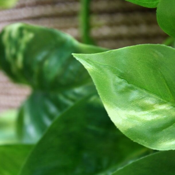 Pothos kuns hangplant 80 cm