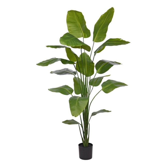 Coolplant Kunst Strelizia 210 cm