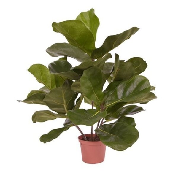 Kunst Ficus Lyrata 45 cm