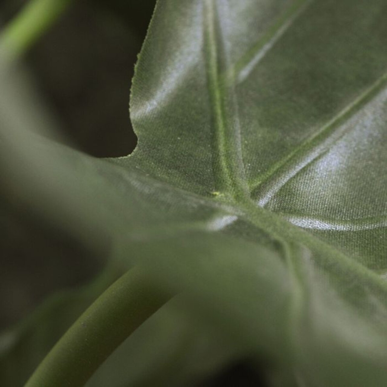 Kunst Alocasia Calidora plant 70 cm FR