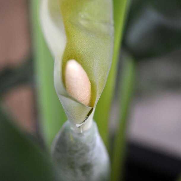 Kunst Alocasia Calidora plant 70 cm FR