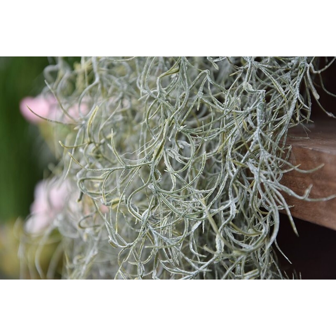 Tillandsia kunsthanger deluxe 120 cm