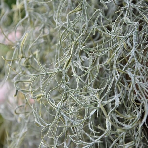 Tillandsia kunsthanger deluxe 120 cm