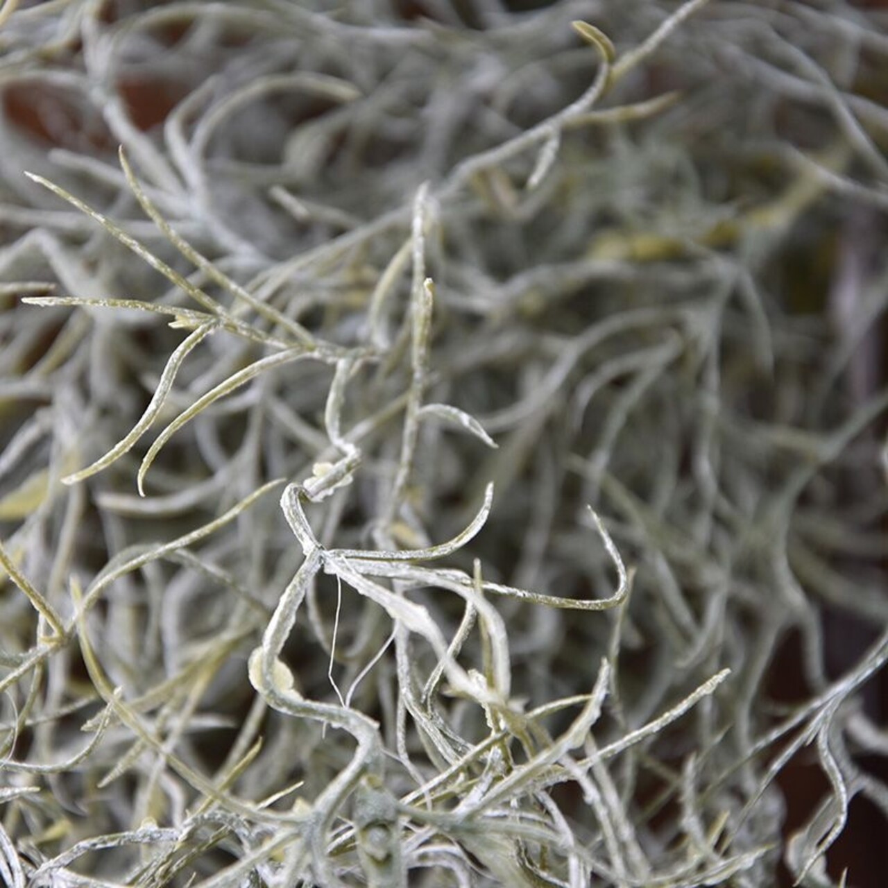 Tillandsia kunsthanger deluxe 120 cm