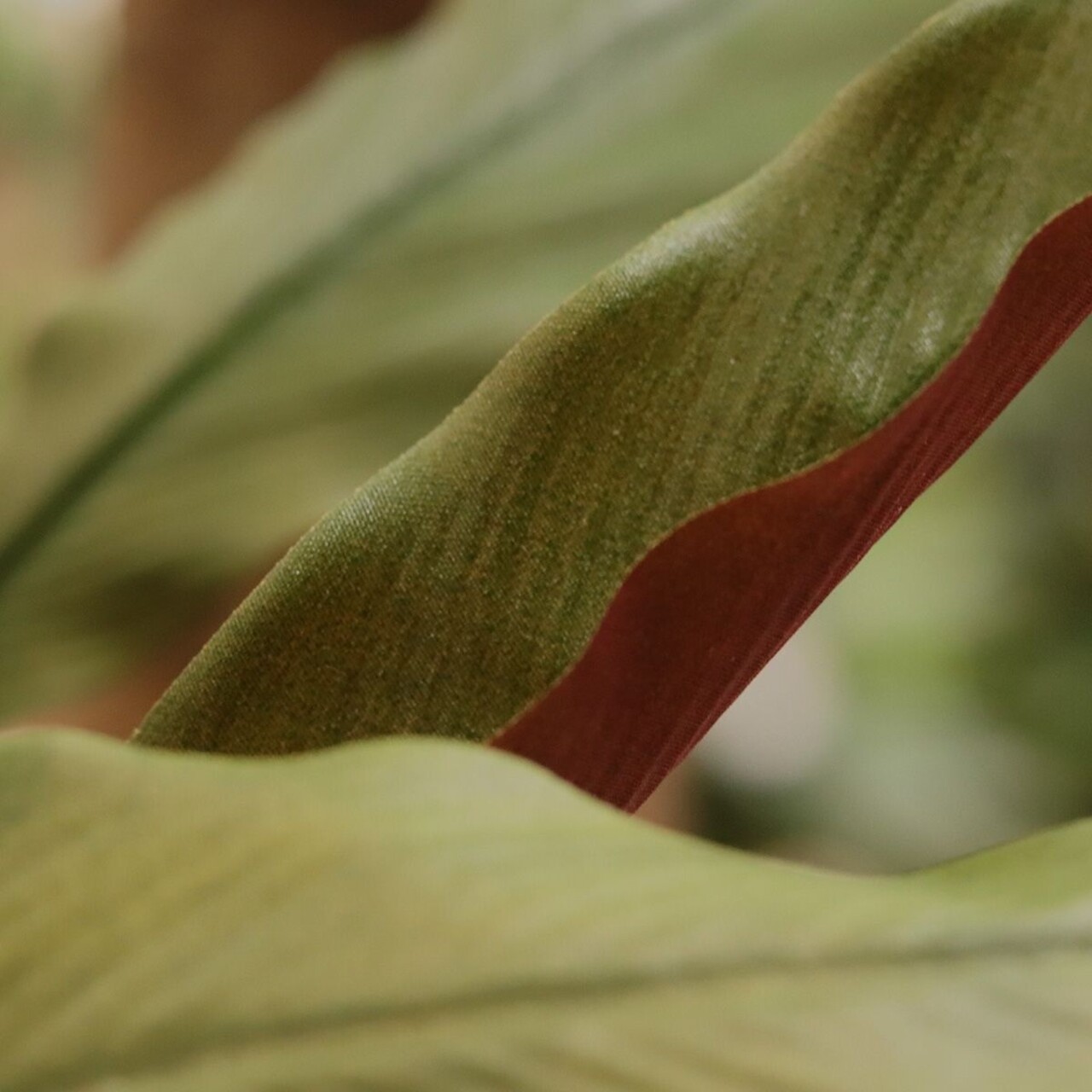 Kunstboeket Calathea 75 cm groen/rood