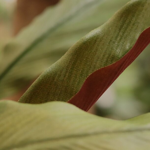 Kunstboeket Calathea 75 cm groen/rood