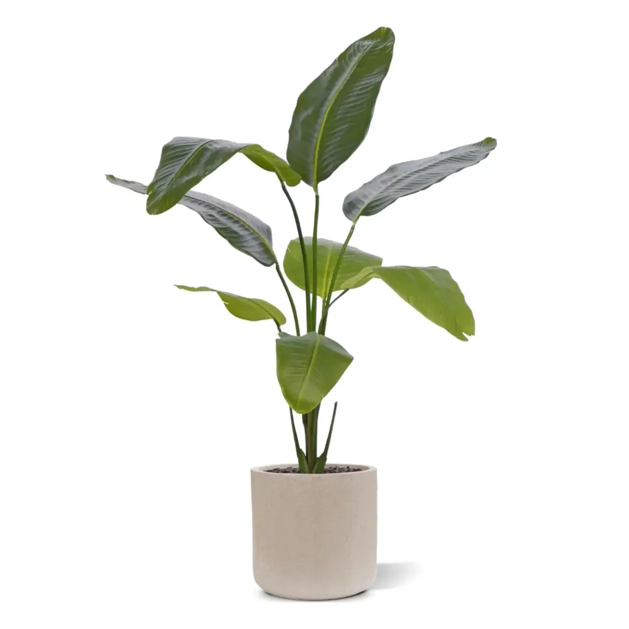 Kunst Strelizia 120 cm