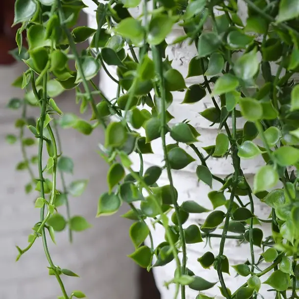 Kunst Callisia hangplant 70 cm UV