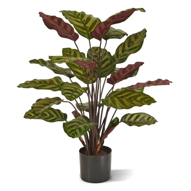 Kunst Calathea Makoyana rood 60 cm
