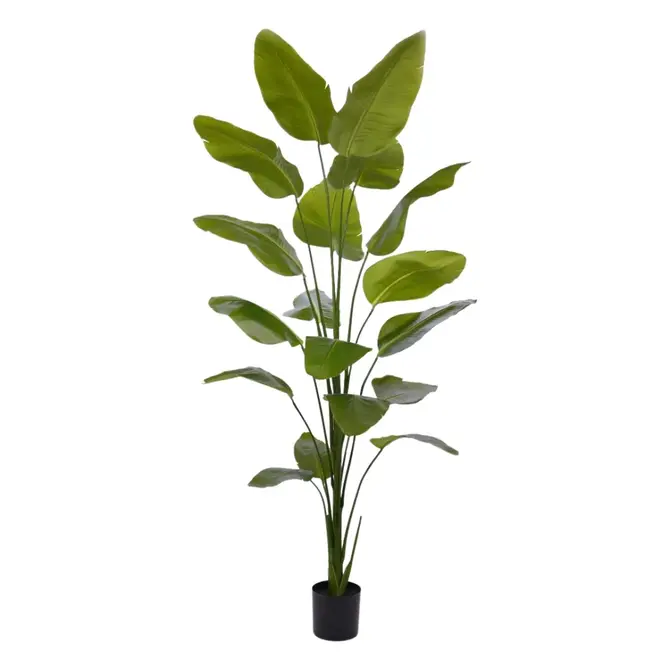 Coolplant Kunst Strelizia 225 cm