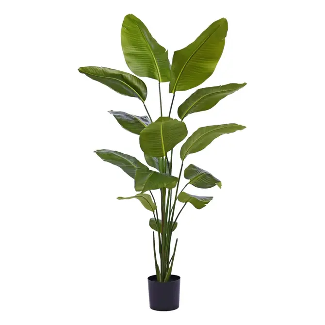 Coolplant Kunst Strelizia 175 cm