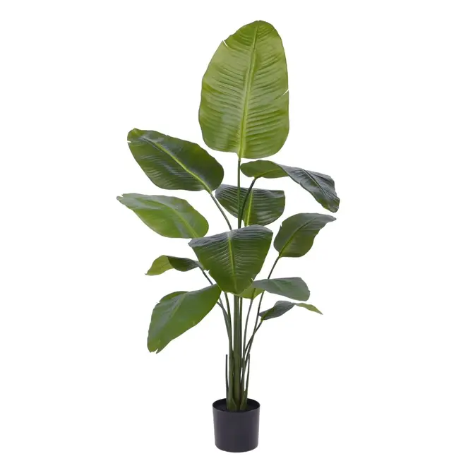 Coolplant Kunst Strelizia 155 cm