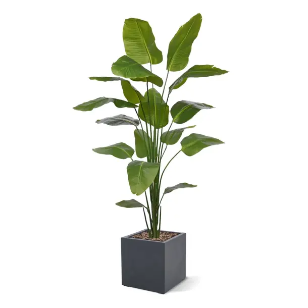 Kunst Strelizia 210 cm