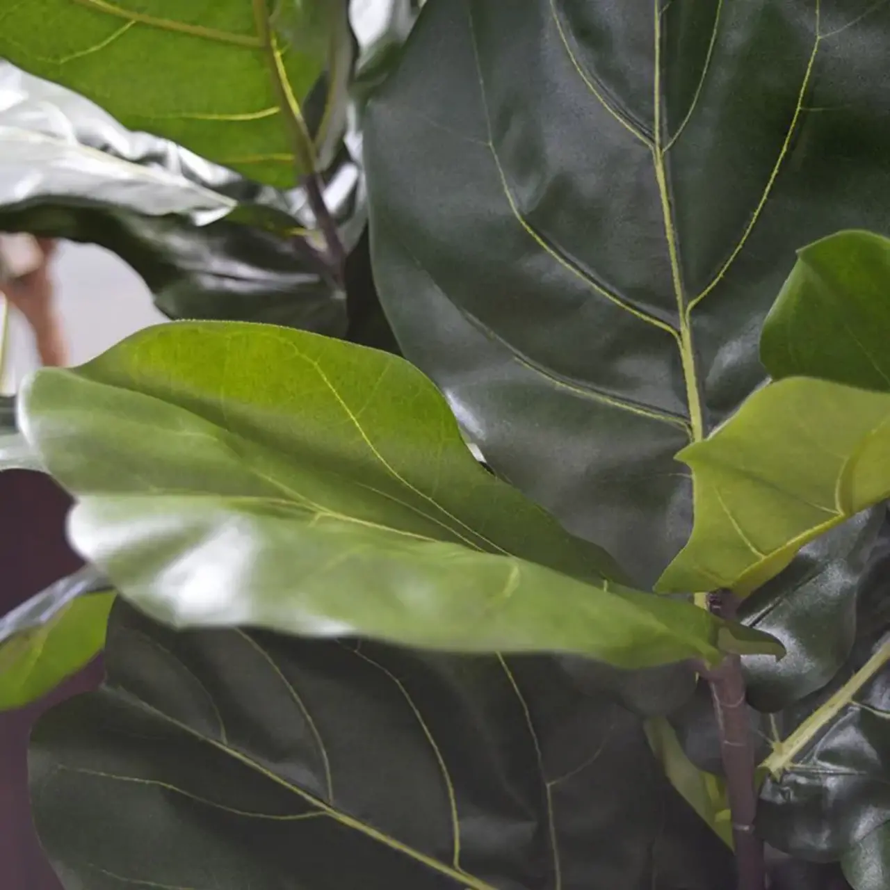 Kunst Ficus Lyrata De Luxe 170 cm