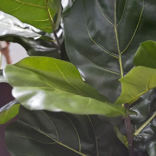 Kunst Ficus Lyrata De Luxe 170 cm