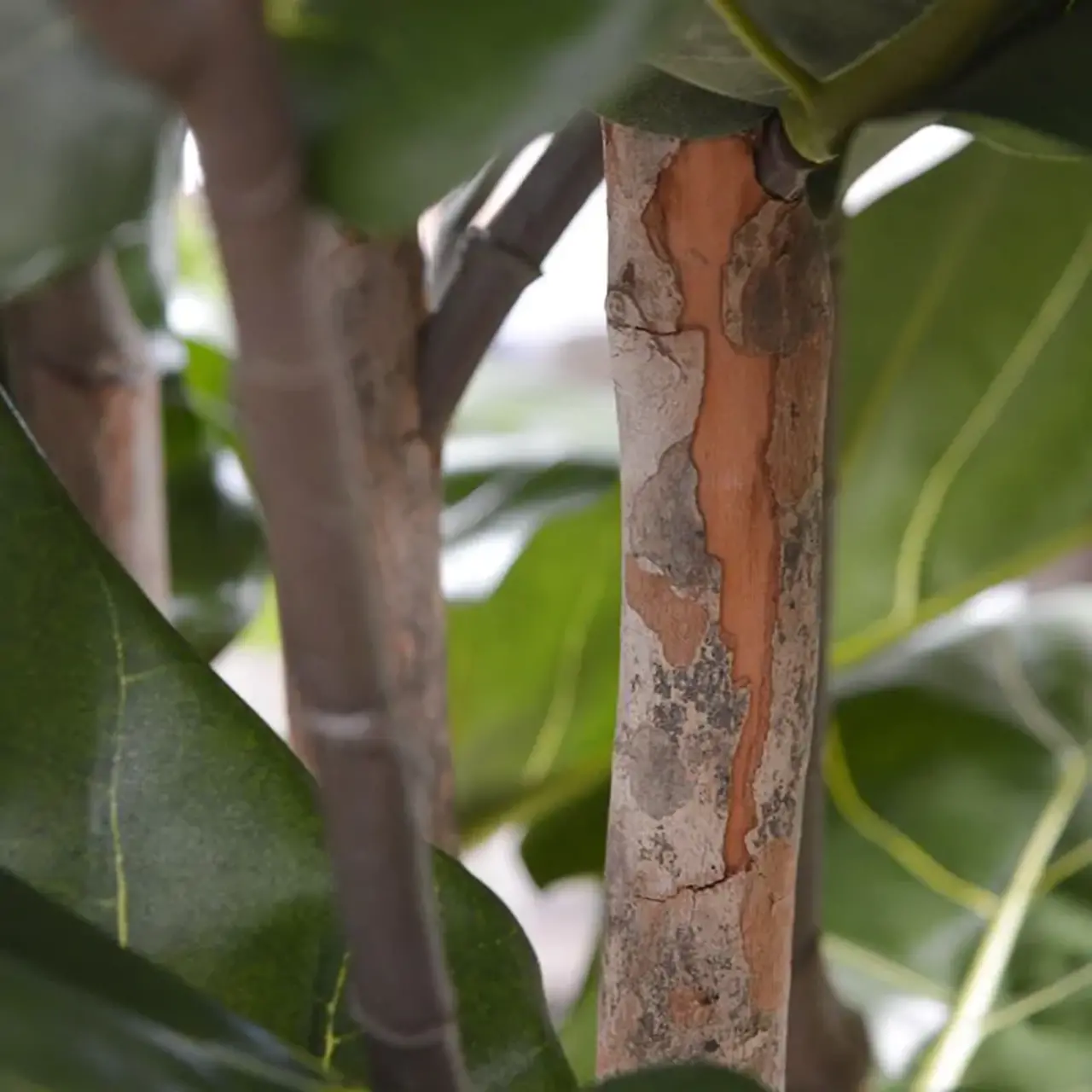 Kunst Ficus Lyrata De Luxe 170 cm