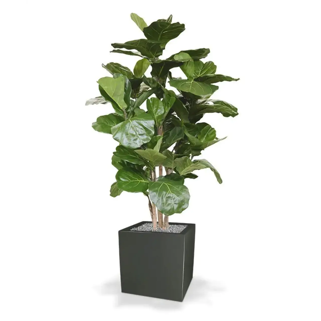 Kunst Ficus Lyrata De Luxe 170 cm