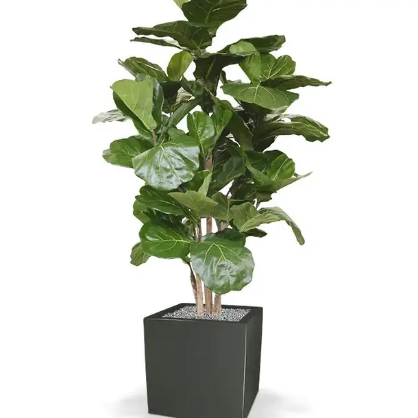 Kunst Ficus Lyrata De Luxe 170 cm