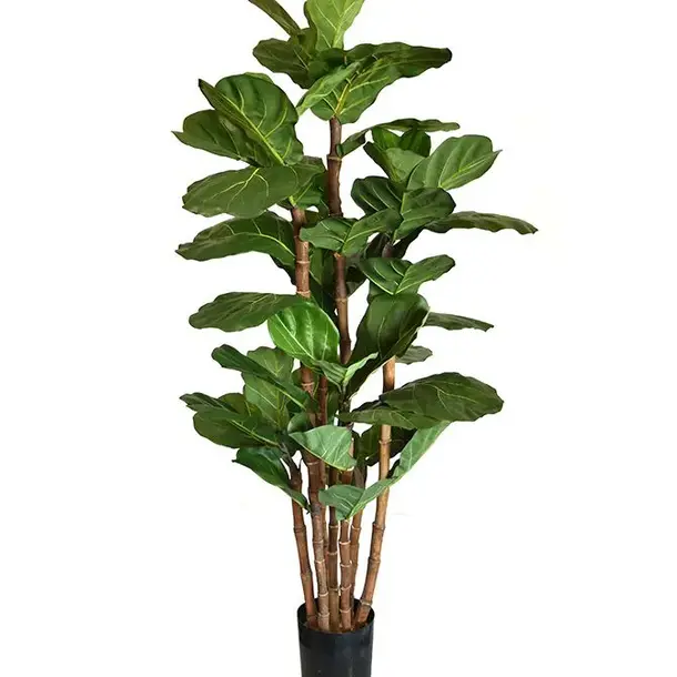 Kunst Lyrata Deluxe 165 cm