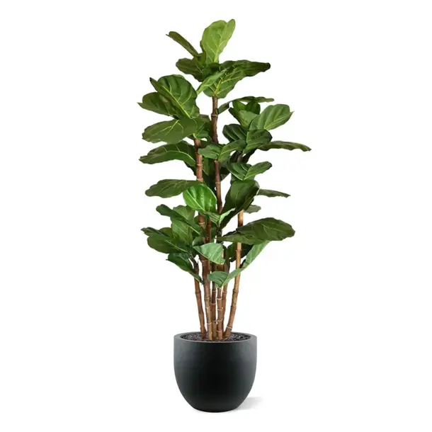 Kunst Lyrata Deluxe 165 cm