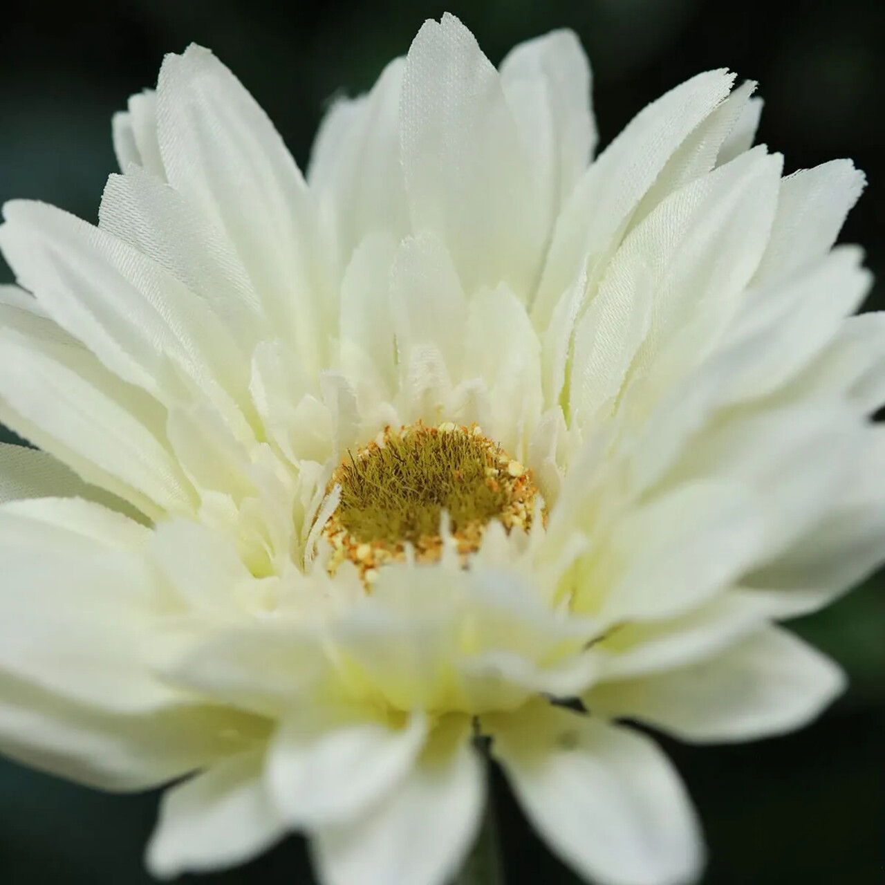 Kunst Gerbera steelbloem creme 60 cm